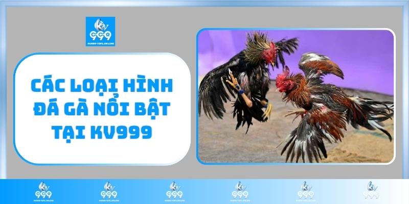 Đá gà mô hình nổi bật của kv999